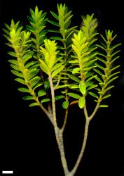 Veronica venustula. Sprig. Scale = 10 mm.
 Image: M.J. Bayly & A.V. Kellow © Te Papa CC-BY-NC 3.0 NZ